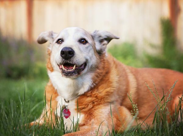 a senior dog laying in the grass in a backyard smiling at the camera