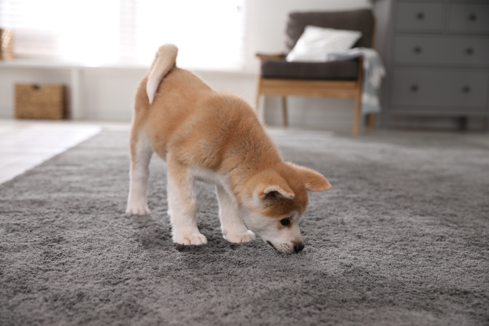 akita inu smelling gray carpet