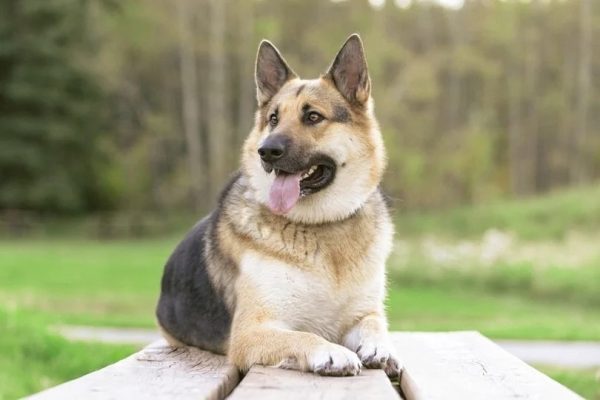 Alaskan Shepherd (Alaskan Malamute and German Shepherd Mix)