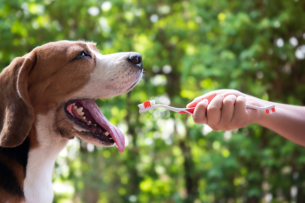 Beagle about to have teeth brushed