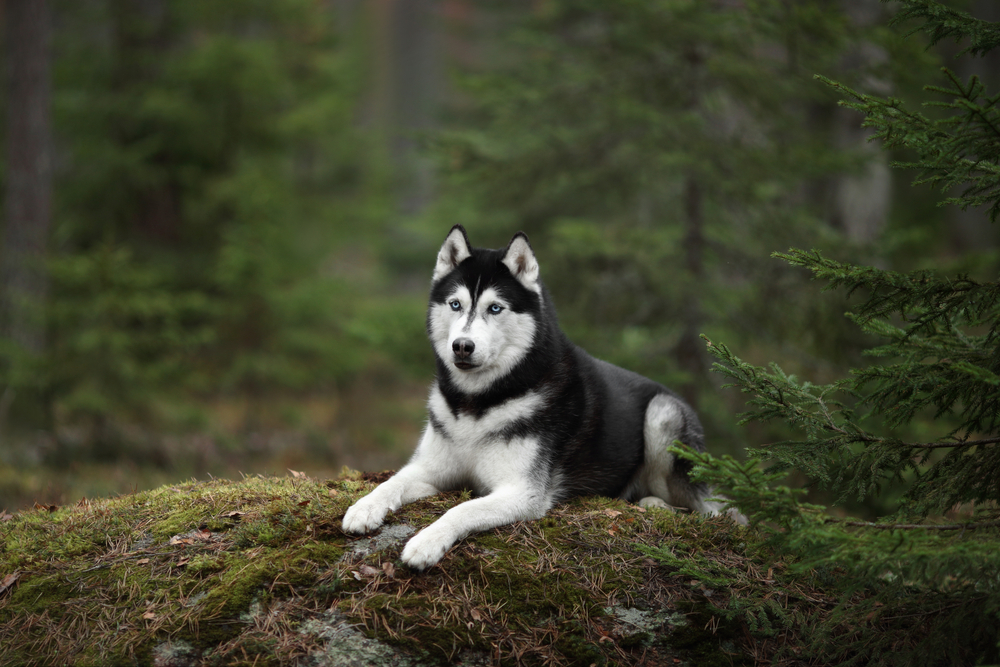 Beautiful Siberian Husky dog with blue eyes in the forest