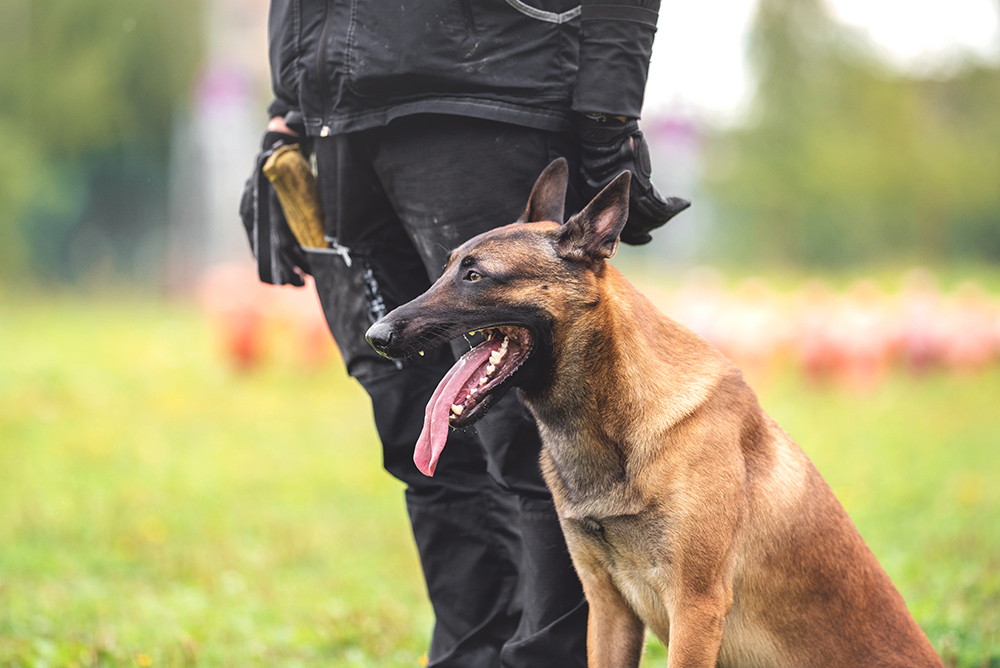 belgian malinois K9 dog