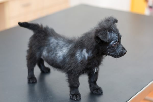 Black puppy dog with bald spots