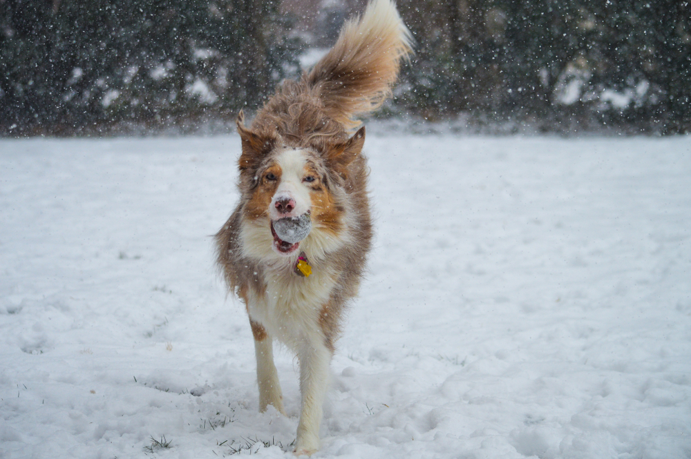 Border Collie Australian Shepard dog with a ball in the snow