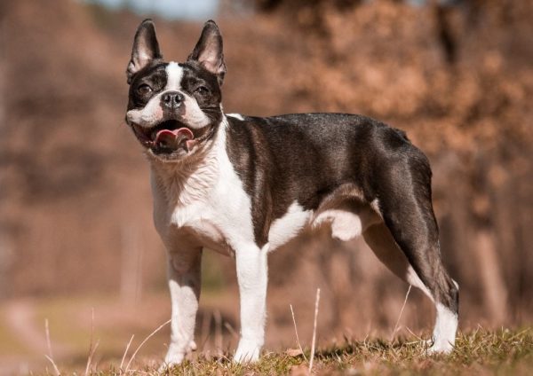 Boston Terrier