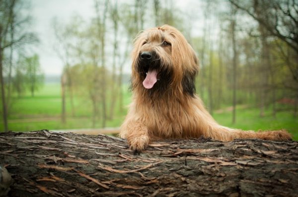 Briard-in-park_kyliskova.cz_shutterstock