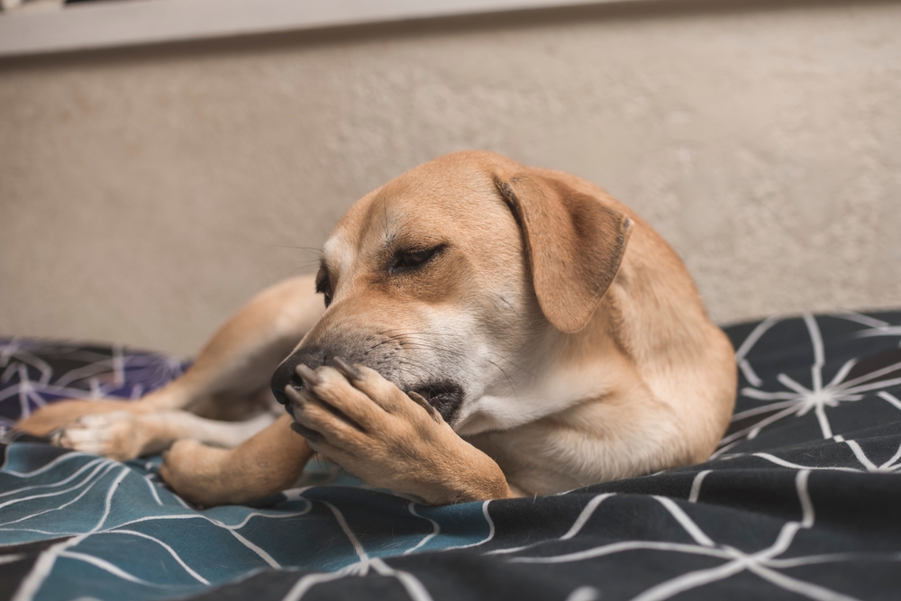 brown dog licking its paw