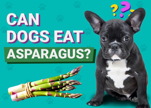 Can Dogs Eat Asparagus