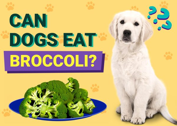 Can Dogs Eat Broccoli