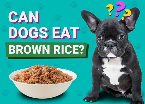 Can Dogs Eat Brown Rice