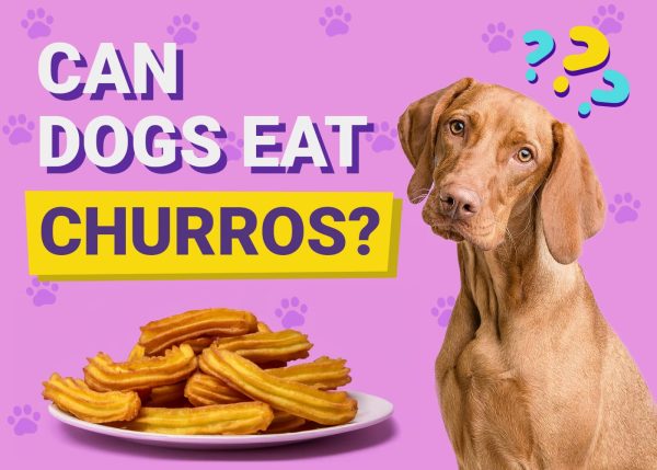 Can Dogs Eat Churros