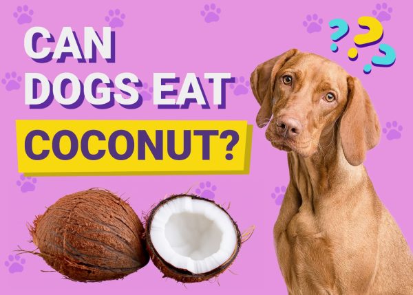 Can Dogs Eat Coconut