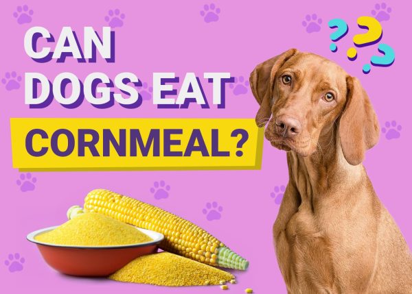 Is corn really bad for your dog hotsell