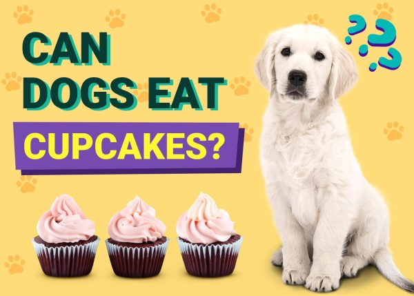 Can Dogs Eat Cupcakes