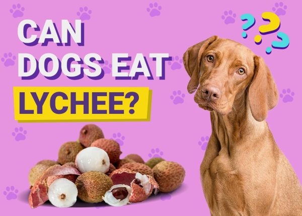 Can Dogs Eat Lychee