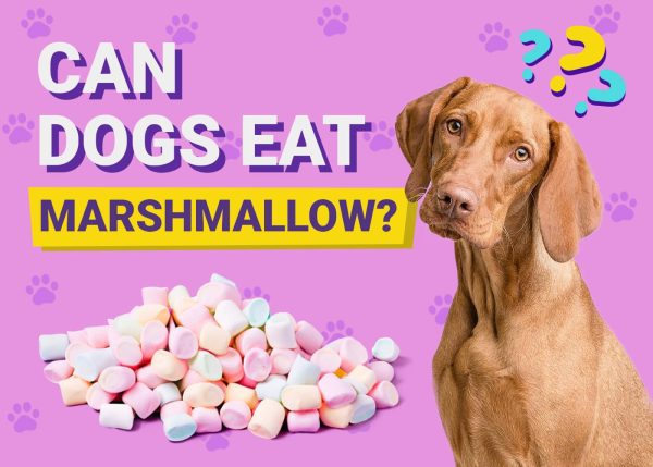 Can Dogs Eat Marshmallows