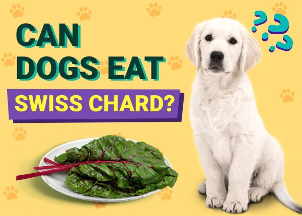 Can Dogs Eat Swiss Chard