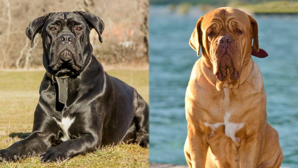 Cane Corso Dogue de Bordeaux Mix