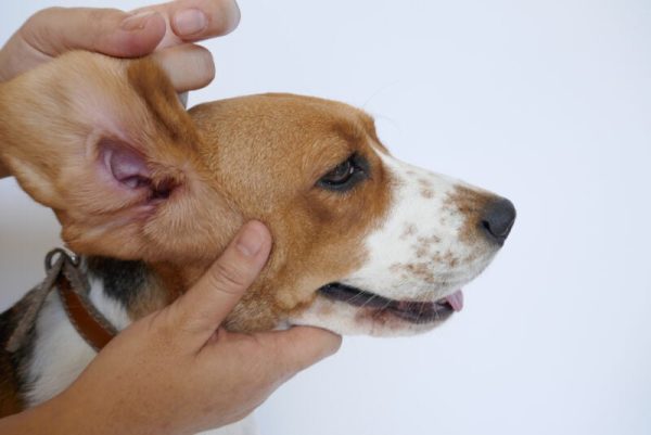 Cleaning beagle dog ear