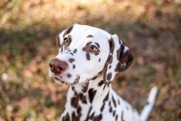 close up brown dalmatian at the park