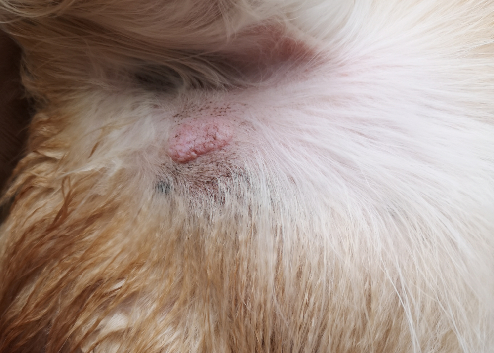 close up of mast cell tumor in dog