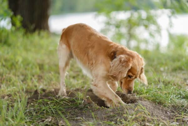 cocker spaniel dog digging