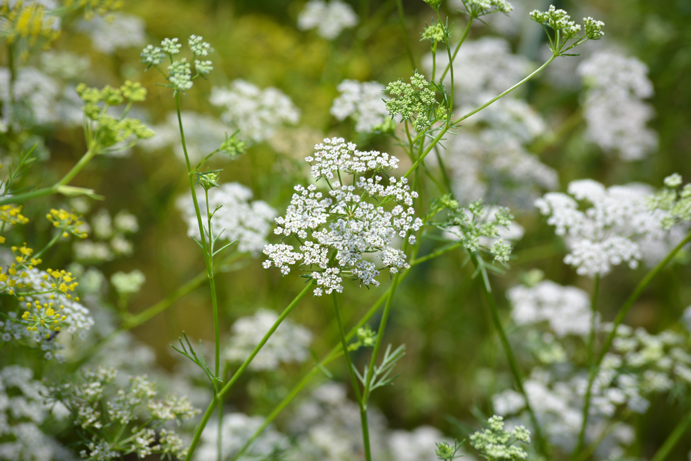 Cumin plant in the garden