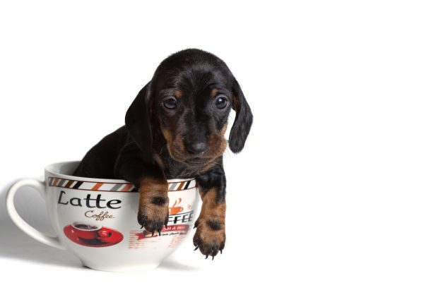 Cute Dachshund puppy sitting in a big Cup