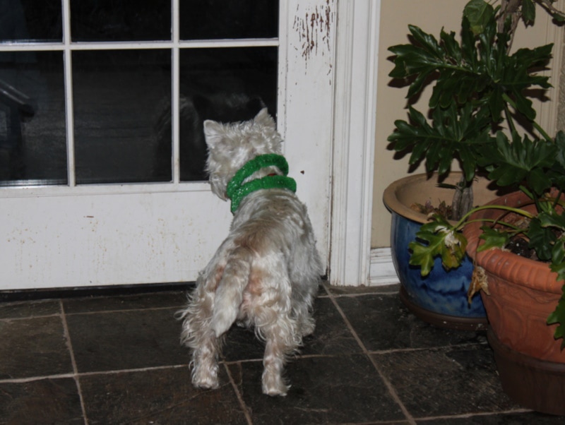 Cute white puppy t the door