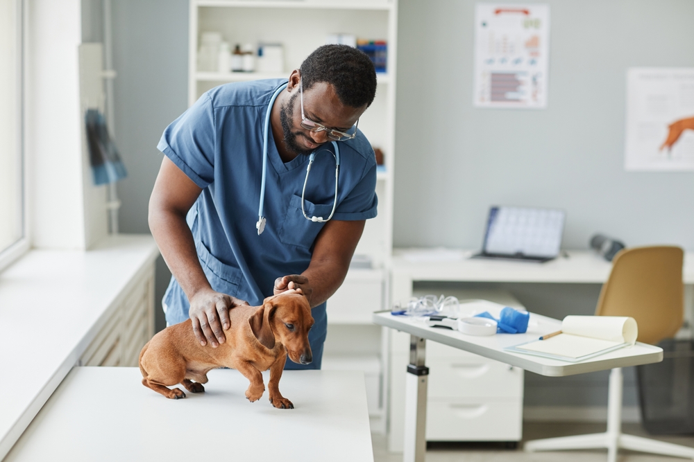 dachshund sick dog vet