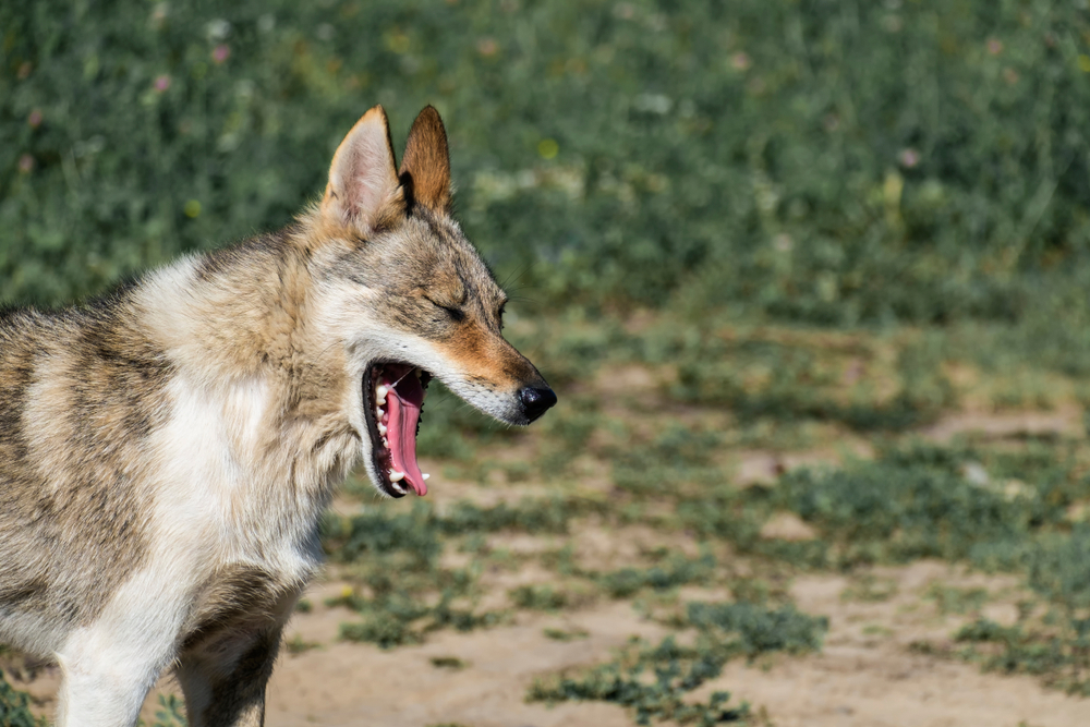 Dog from the genus of wolves choking