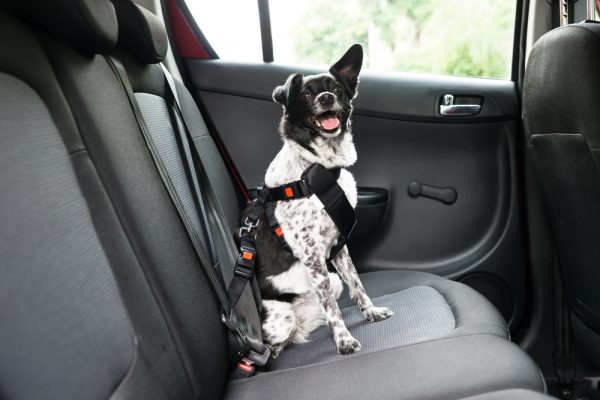 dog wearing safety gear inside the car