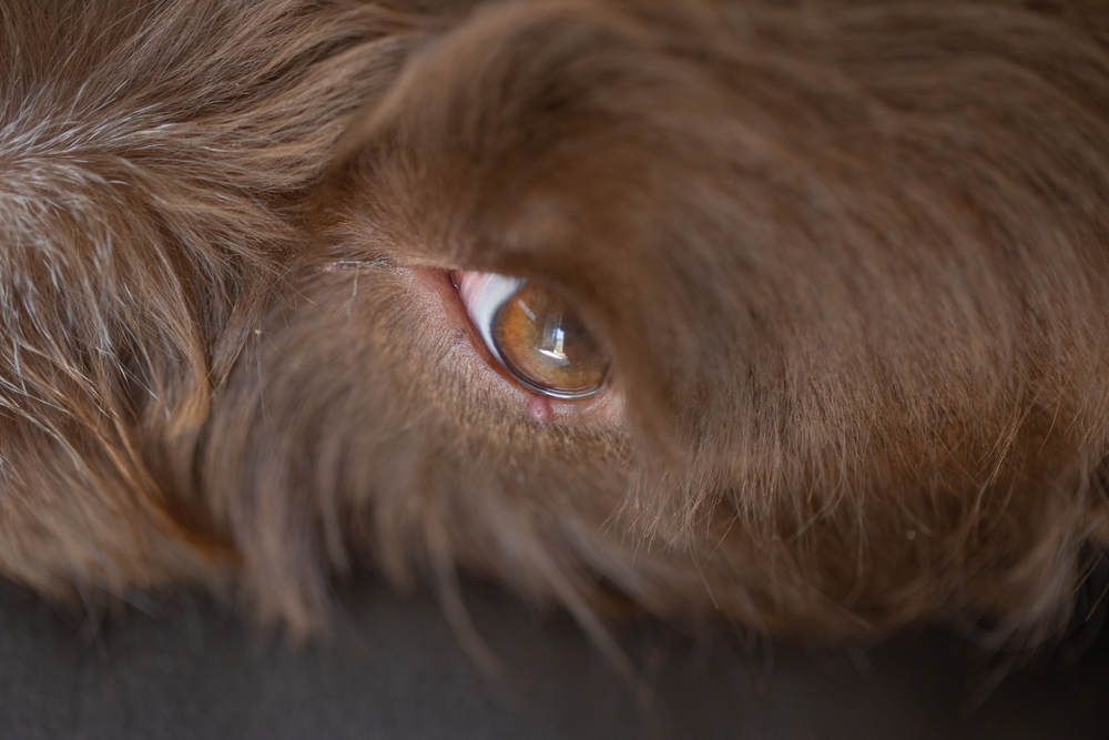 dog with stye