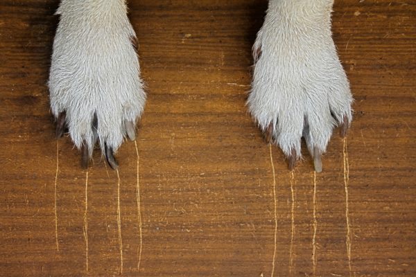 dogs claw leaves scratches on wooden floor