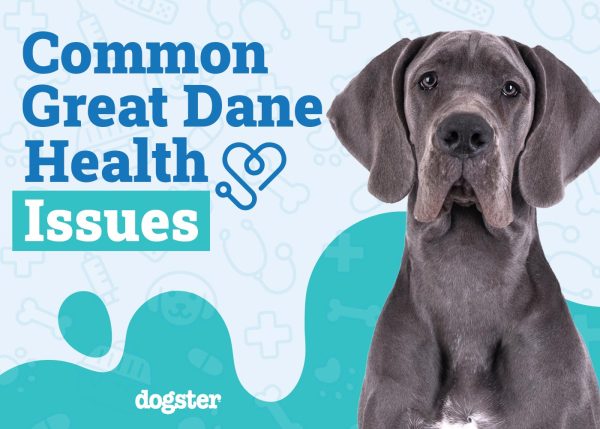 Great Dane Health Issues