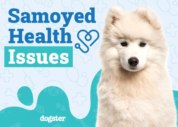 Samoyed Health Issues You Should Know Before You Get One