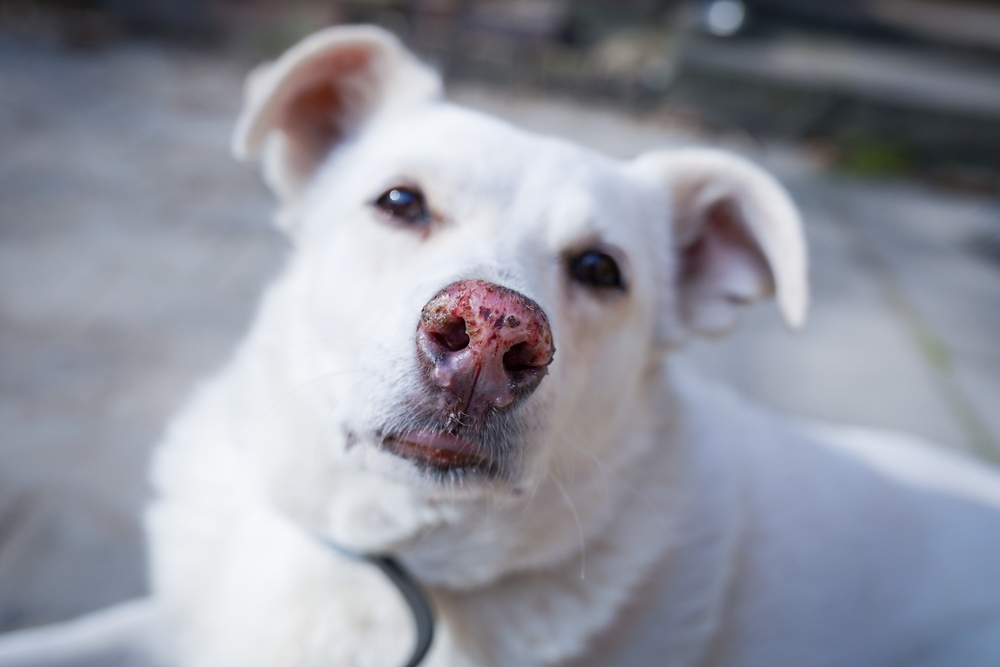 dry nose in a dog