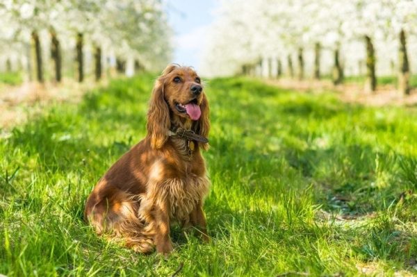 english cocker spaniel on green grass