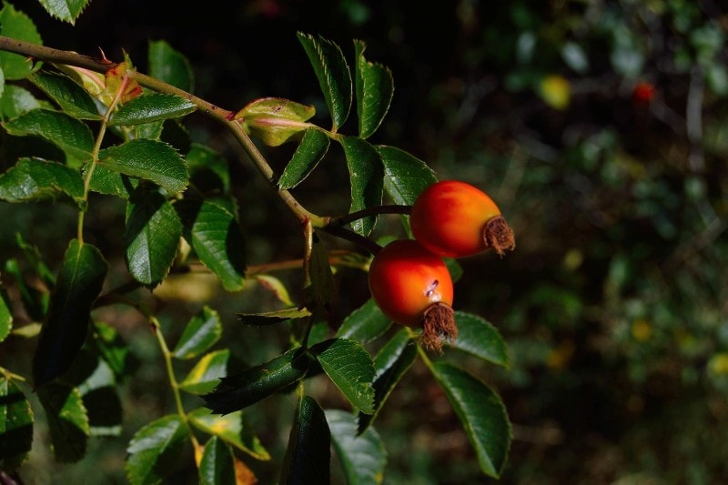 Goji berries