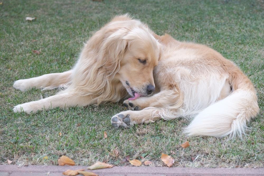 golden retriever dog licking its paw