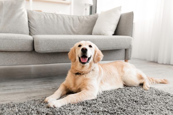 golden retriever dog lying on the floor at home