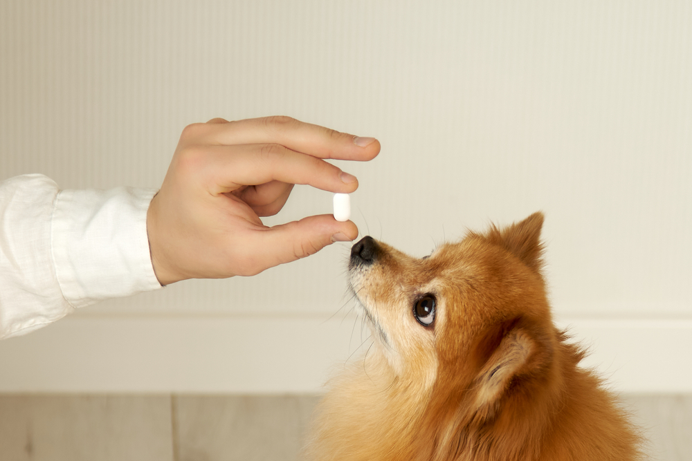 hand holding out pill to a dog