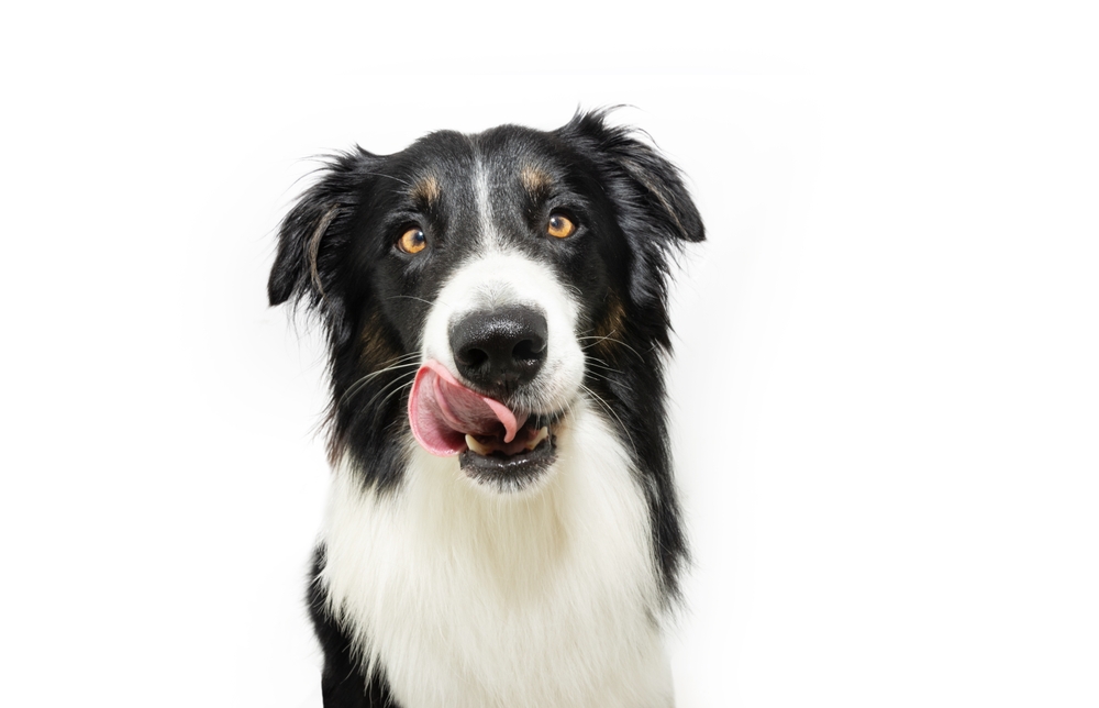 hungry border collie puppy dog licking its lips with tongue