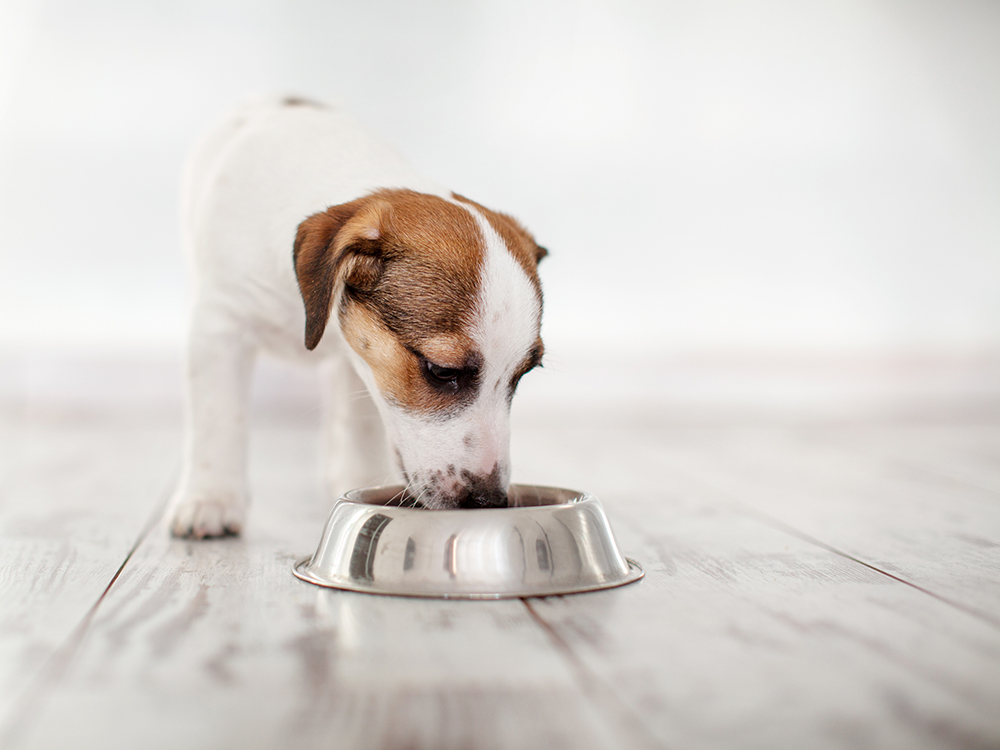 jack russell terrier dog eating from bowl