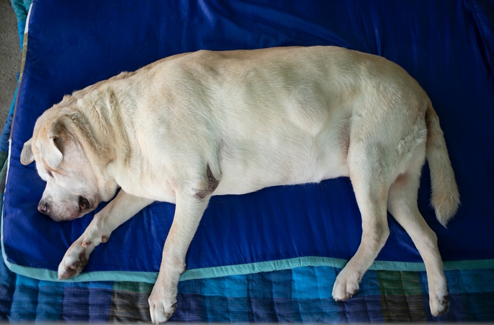 Labrador-dog-lying-sick-with-cancer-lipoma-on-belly