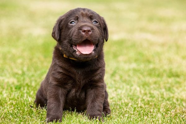 labrador puppy sitting on grass