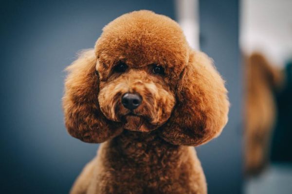 15 Teddy Bear Dog Breeds Info Pictures History Dogster