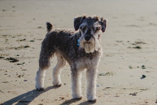 Miniature Schnauzer