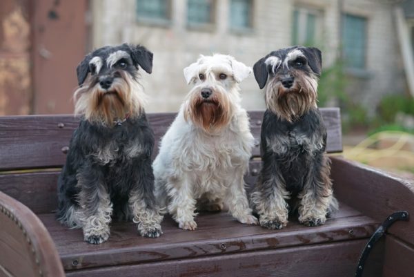 miniature schnauzer dogs in wooden bench