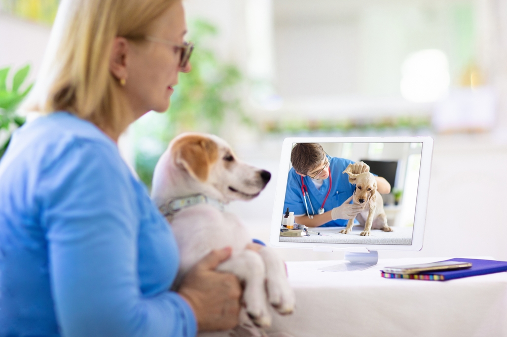 Online consultation with veterinarian